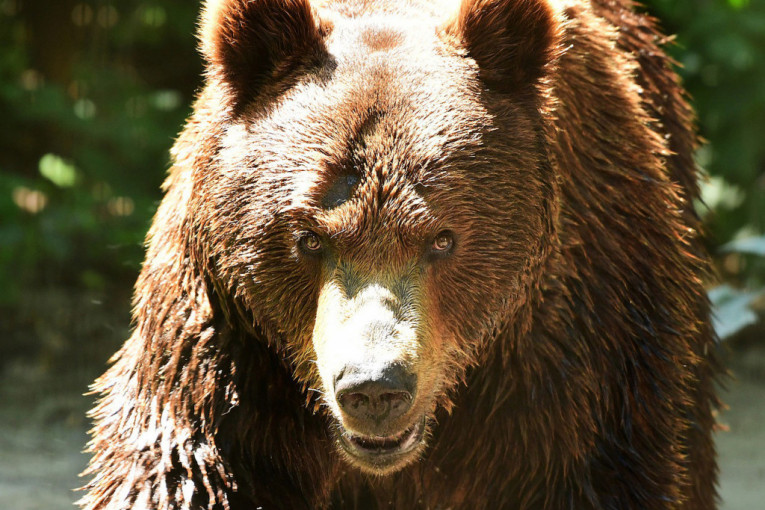 Muškarca pojeo medved na kampovanju: Preživeli pešačili satima bosi kako bi pronašli pomoć