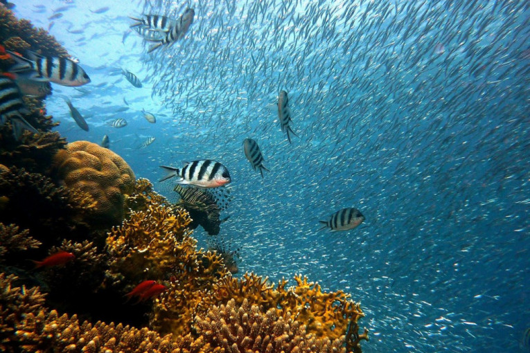 Vrt na dnu mora: Pod vodom se uspešno uzgaja 700 vrsta biljaka