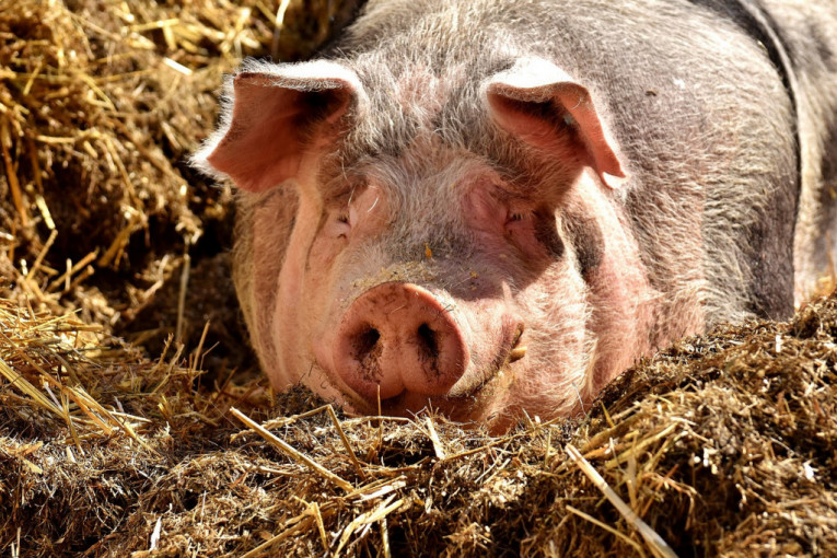 Teška situacija sa afričkom kugom: Crna Gora zabranila uvoz svinja iz nekih delova Srbije i Severne Makedonije!