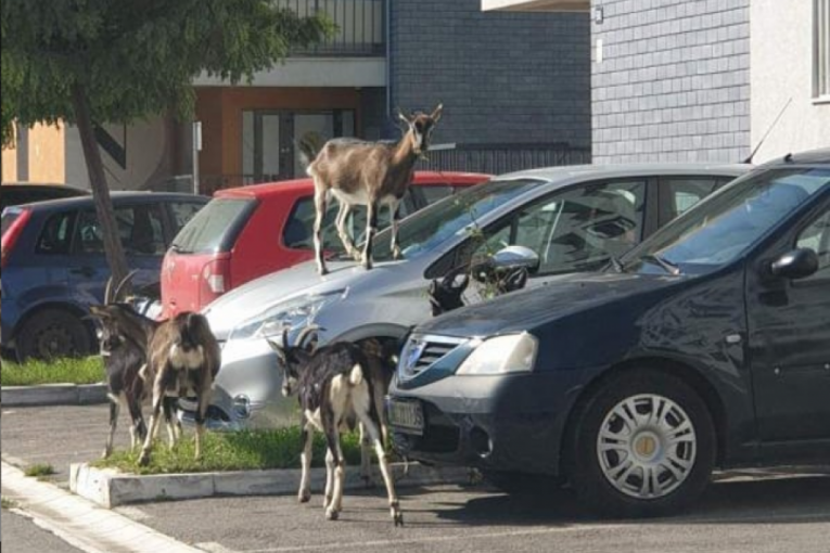 Neverovatna scena na Novom Beogradu: Koza se popela na automobil (FOTO)