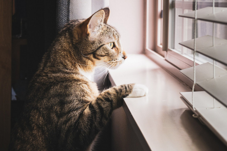 Istraživanje pokazalo da mačke uvek znaju gde im je vlasnik