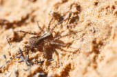 Kako lovi jedan od najotrovnijih paukova na svetu?Ne plete mrežu, a zovu ga "živi fosil" (VIDEO)