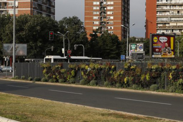 Zamena cveća na razdelnim trakama u dve ulice na Novom Beogradu, izmene u saobraćaju