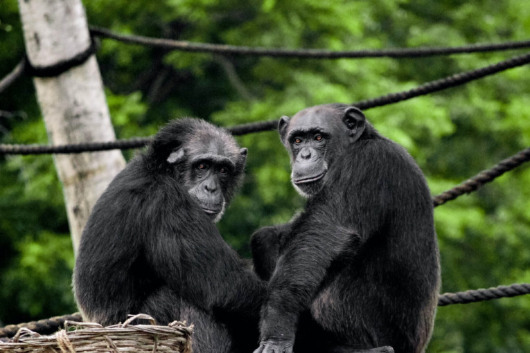 Još jedna sličnost sa čovekom: Šimpanze u starosti vreme provode sa starim prijateljima