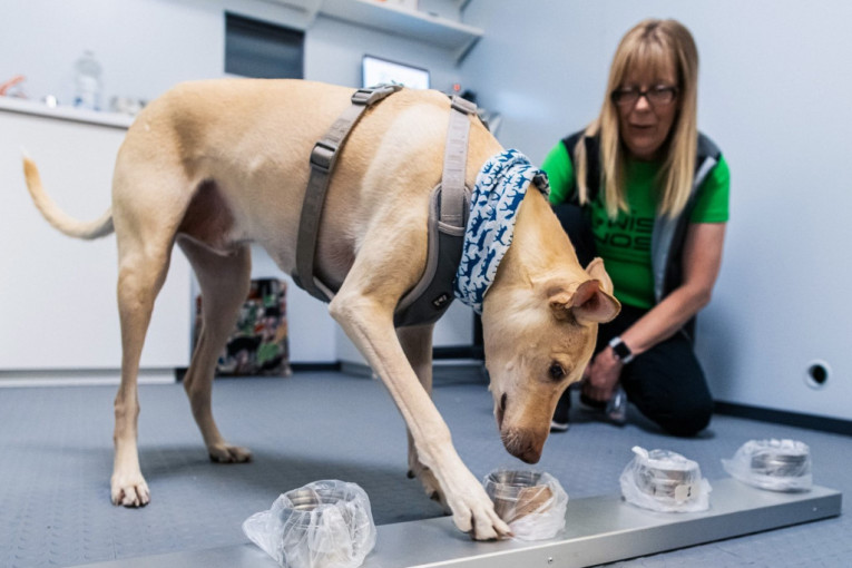 U Evropi je počela dresura pasa za otkrivanje osoba zaraženih koronavirusom, srpski veterinari nemaju ideju kako se to izvodi