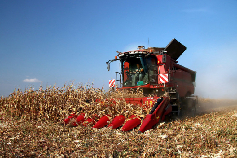 Omogućen izvoz kukuruza i repinog rezanca u Kinu
