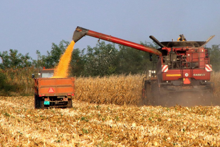 Kupci zaboravili na pšenicu, kukuruzu cena stabilna