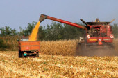Suša srezala prinose, kukuruz ipak i do sedam tona po hektaru