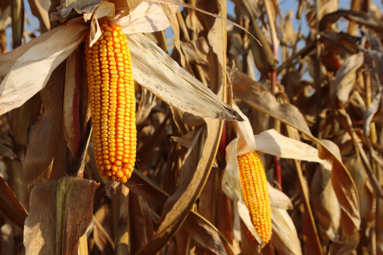 Pad tražnje "smirio" cene pšenice i kukuruza