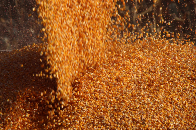 Na Produktnoj nestabilno i bogato: Kukuruz se oporavio, soja nastavila nizbrdo