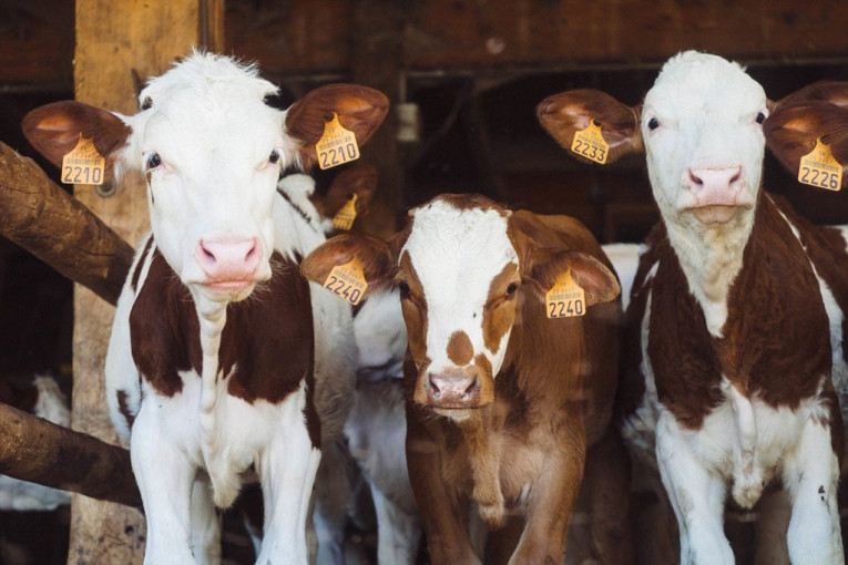 Daju mleko i truju okolinu: Krave zagađuju vazduh dok vare hranu, naučnici nude sumnjivo rešenje