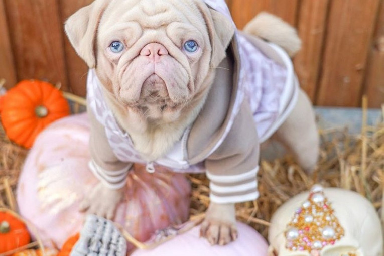 Bolje ime nisu mogli da mu daju: Upoznajte Milkšejka, ružičastu zvezdu Instagrama