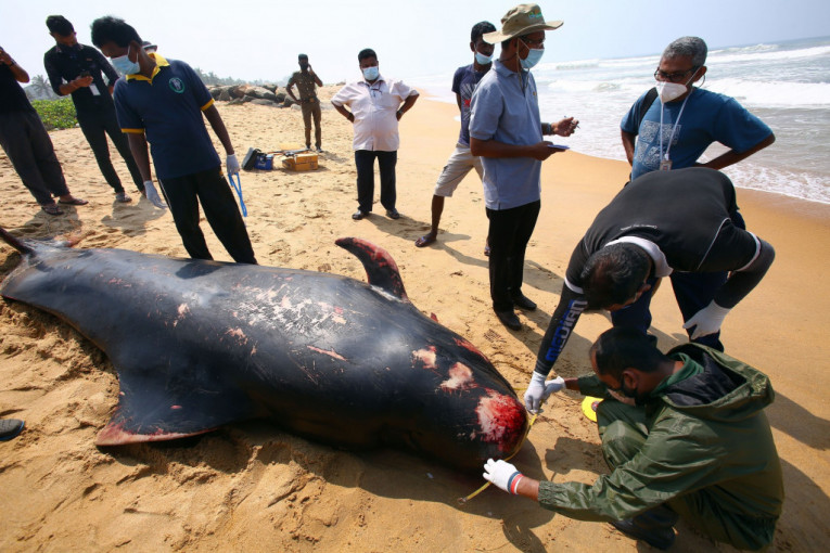 Na obalu Šri Lanke nasukalo se 100 kitova, ljudi ih vraćali u more (FOTO+VIDEO)