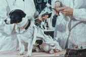 Najpoznatiji pas na svetu žrtvovan za nauku: Na današnji dan pre 66 godina, Lajka, mešanac sa ulica Moskve, lansirana je u svemir