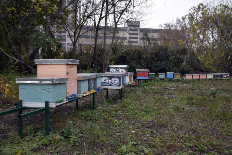 Pčelari od danas mogu da podnose zahteve za podsticaje