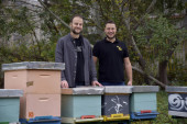 Urbano pčelarstvo: Braća David i Dario prave med u srcu Beograda