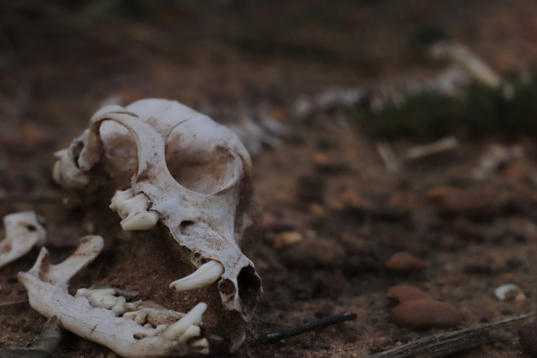 Neverovatno otkriće kod Prokuplja: Pronađeni ostaci psa stari najmanje 6.500 godina