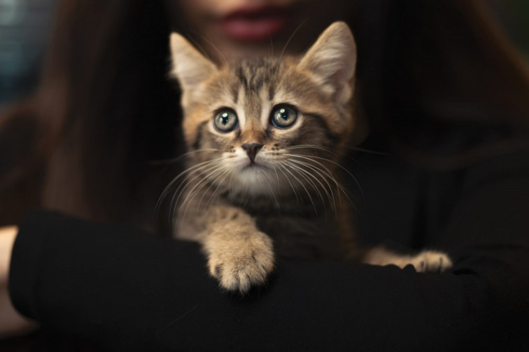 Zašto mačke predu i kako to može da utiče na njihove vlasnike
