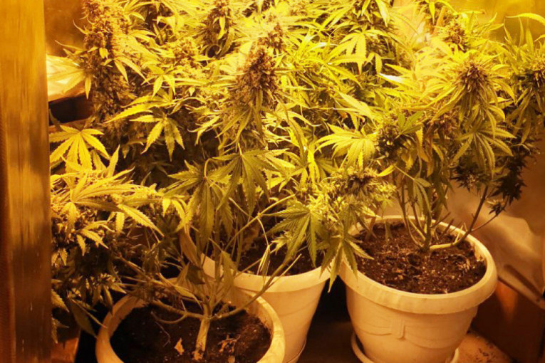Uzgajao marihuanu u stanu: Pronađeno više od dva kilograma indijske konoplje