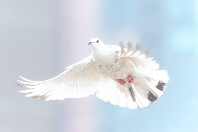 Kakvo otkriće: Par pronašao poruku goluba pismonoše iz Prvog svetskog rata