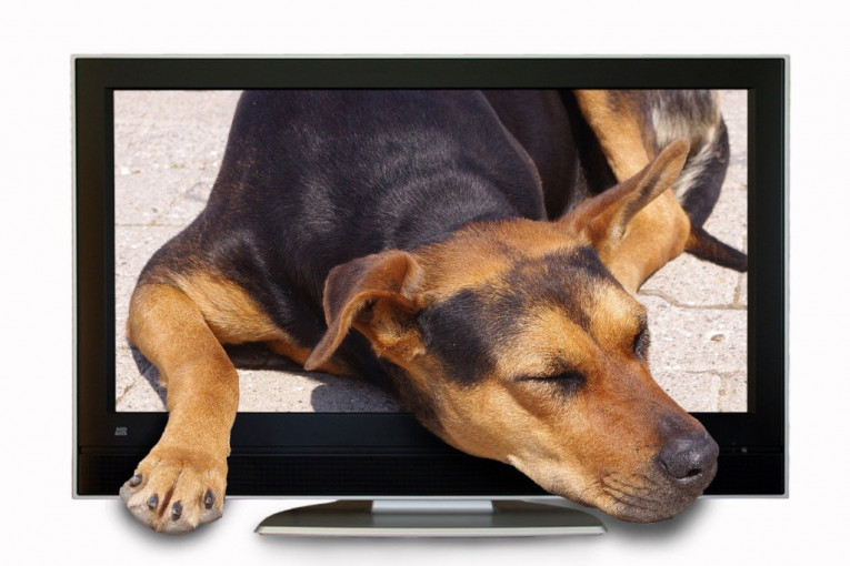 Šta psi vide kad gledaju TV i zašto je rizično ostavljati mačke same ispred uključenog televizora