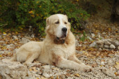 Turkmenistan dobio zlatni spomenik omiljenog psa