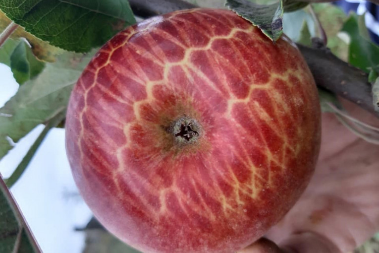 Ovakvu jabuku još niste videli: Dejan ubrao neobičnu voćku na svom imanju u blizini Topole (FOTO)