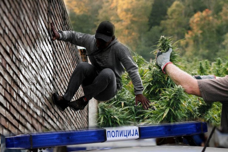 Pakovao marihuanu u džakove, pa bežao po krovovima od policije: Pančevcu tri i po godine zatvora