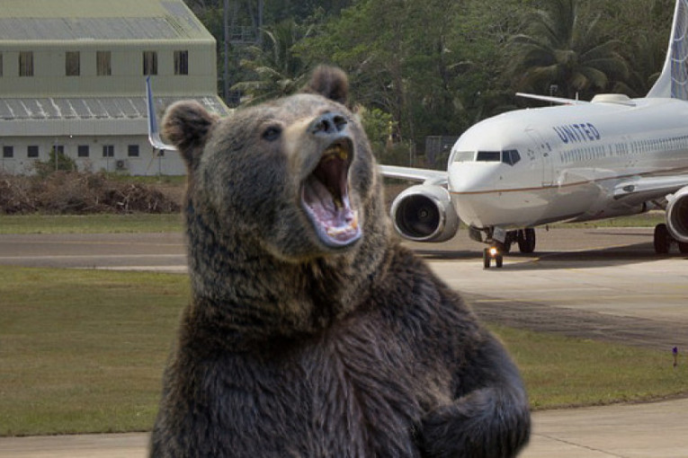 Avion prilikom sletanja ubio medveda (FOTO)
