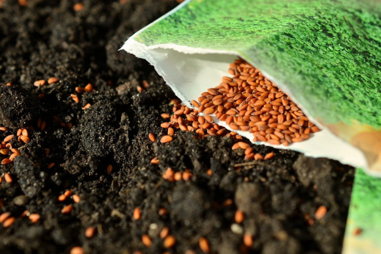 Kad si u EU…: Proizvođačima semena kukuruza milionče od EU