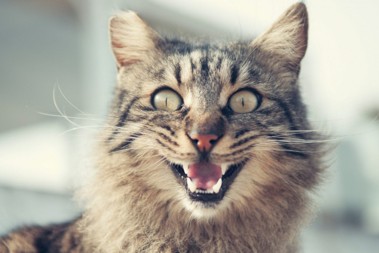 Postoji pet najčešćih razloga zbog kojih mačke mjauču