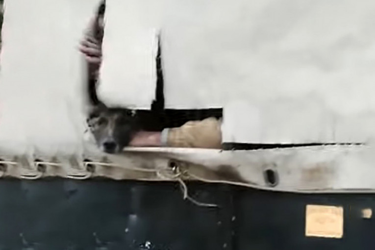 "Salaš iz pakla" u Subotici, stravični prizori izmučenih pasa, policija hitno obavila uviđaj (VIDEO)