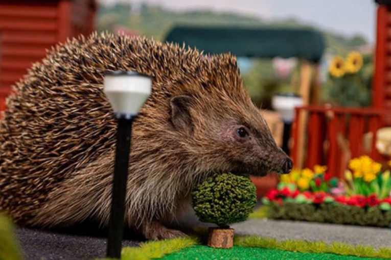 Britanski ježevi dobili kućice: Otvoreno odmaralište za životinje kojima preti istrebljenje