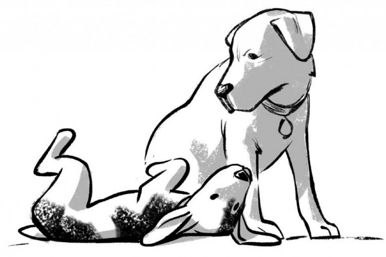 Knjiga za celu porodicu: Za život u harmoniji savladajte jezik svog psa