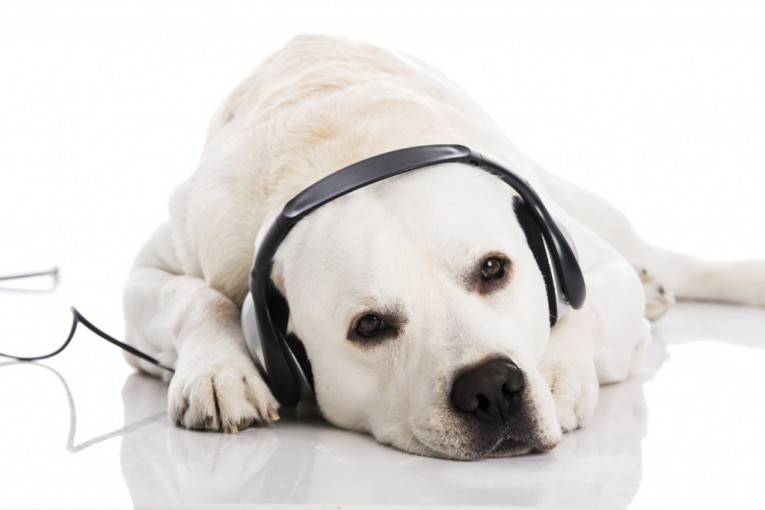 „Spotify“ lansirao liste pesama za pse koji ostaju sami kod kuće