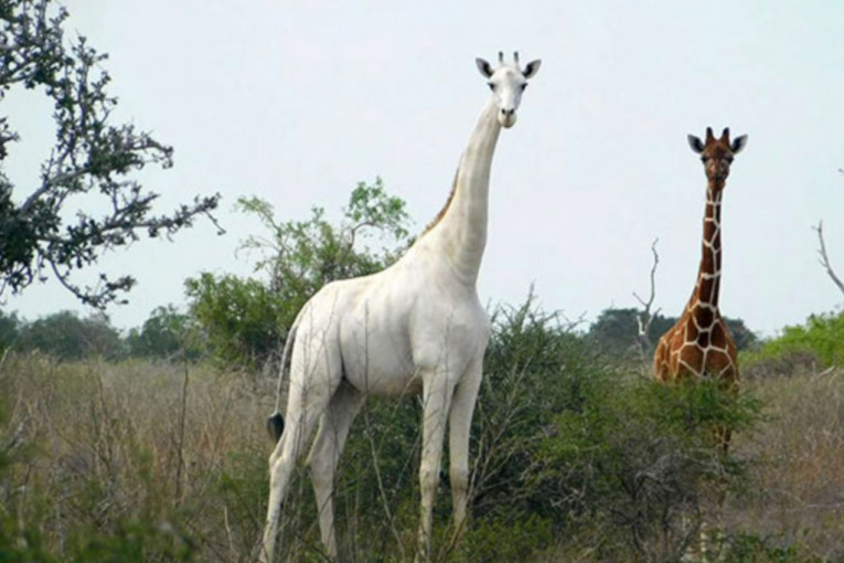 Poslednju belu žirafu na svetu čuva GPS uređaj