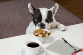 Zašto su psi večito gladni, iako su svoju dnevnu dozu hrane uveliko pojeli