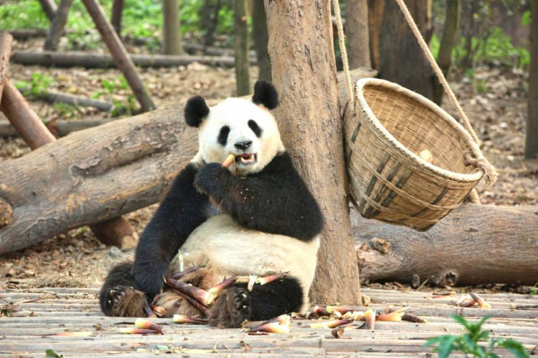 Pande: Simpatični medvedići opsednuti bambusom
