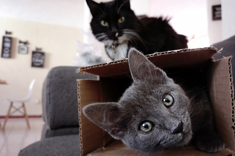 Mačke koje kuliraju u kartonskim kutijama smešnije su od nedeljnog bioskopa (FOTO)