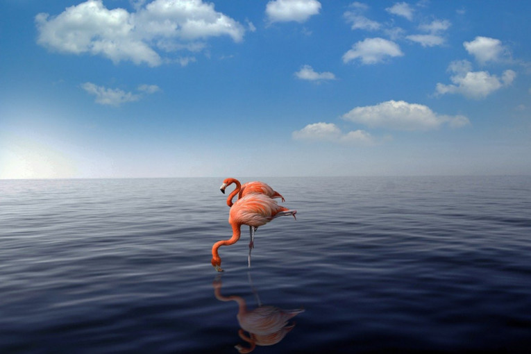 Čovek i dalje ne haje za svet oko sebe: Na Halkidikiju se otrovale olovom desetine flamingosa