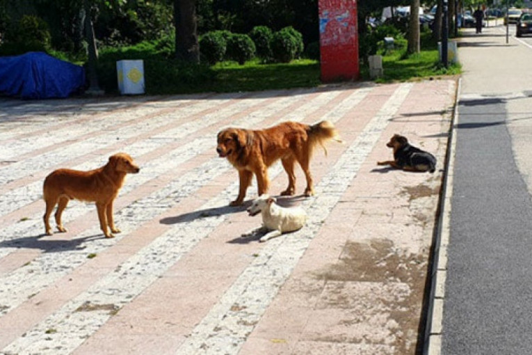 Sklonjeno 19 pasa lutalica sa ulica Priboja: Napadali šetače i prolaznike