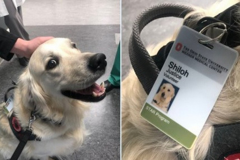 Bolnica zaposlila veselog psa da pozdravlja osoblje i pacijente