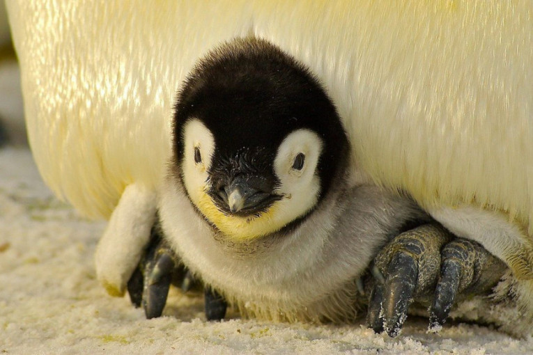 Svi volimo češkanje, ali niko kao Kuki: Reakcija malenog pingvina je nešto najslađe što ćete danas videti (VIDEO)