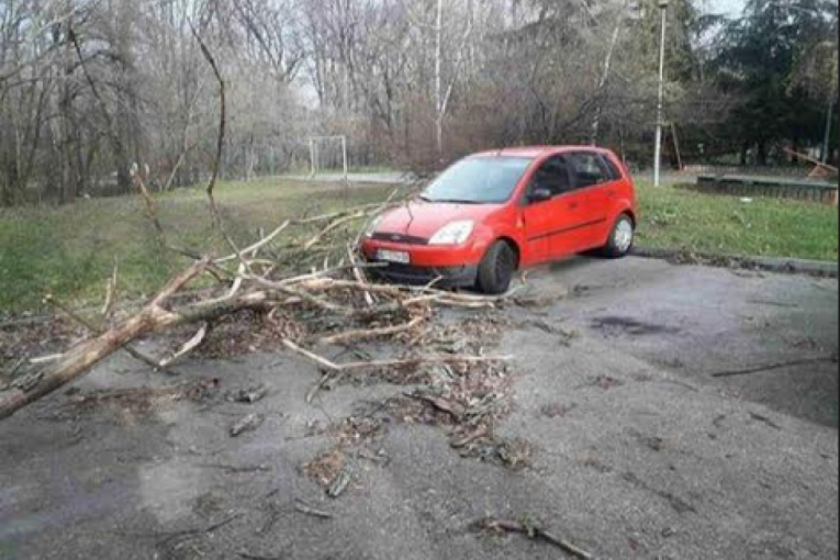 Košava napravila haos: Drveće palo na parkirane automobile na Novom Beogradu (FOTO)