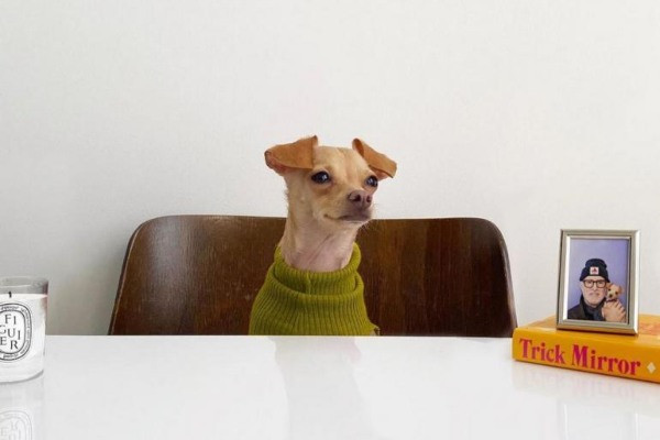 Instagram zvezda pas bobi bili italjianski mešanac