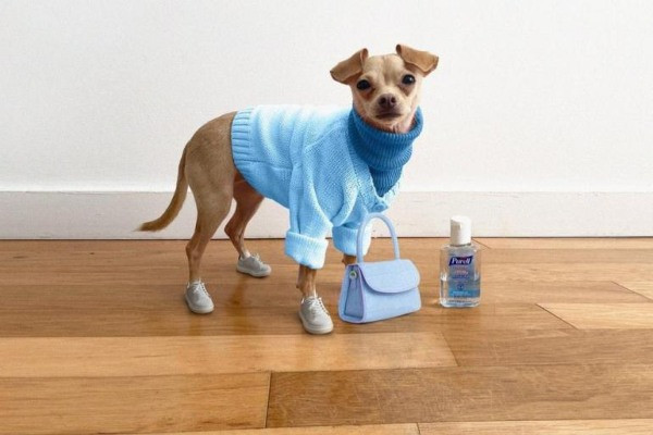 Pas čivava obučen u plavi džemper sa patikama