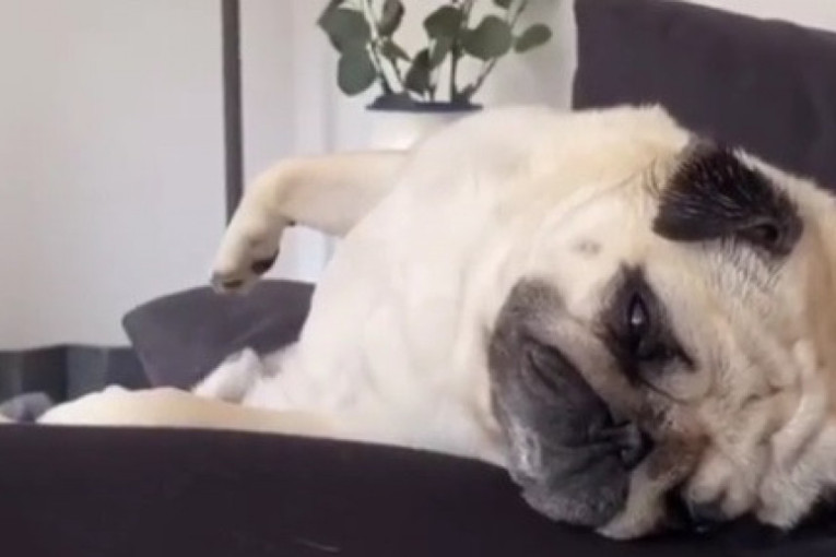 Urnebesan pas: Spava mu se, ali onda krene njegova omiljena pesma (VIDEO)