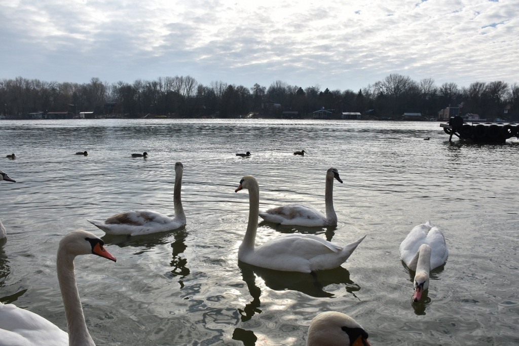 Peščana plaža, netaknuta priroda i pogled koji ostavlja bez daha! Evo na kojim gradskim kupalištima možete pronaći spas od tropskih vrućina