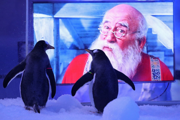 Pingvini se uz božićne filmove pripremaju za nove posetioce