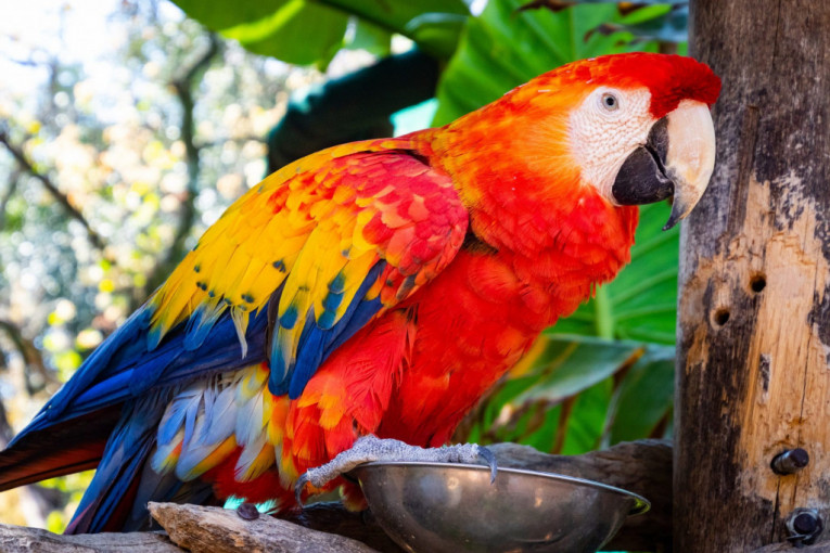 Papagaj pojeo 21 dijamant: "Raščerupao" ogrlicu vlasnikovoj devojci (FOTO)